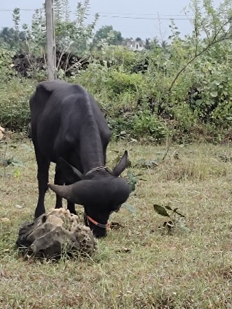 ગીર તાલાળા