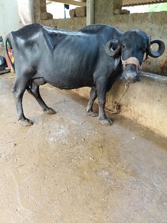 ખડેલી વેસવાની છે