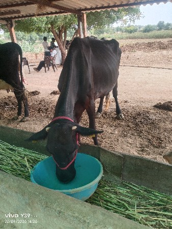 વેચવા ની
