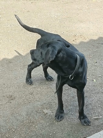લેબરા ડોર મેલ