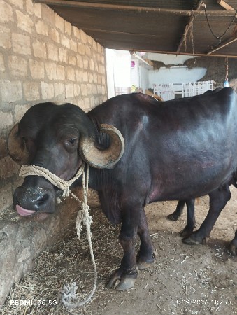 ભેંસ વેચવાની છે