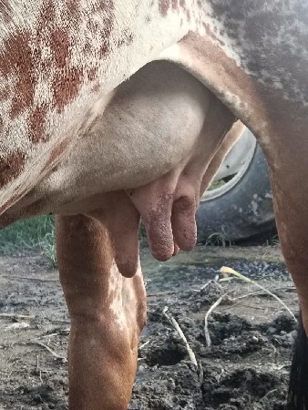 ગાય વેચવાની છે