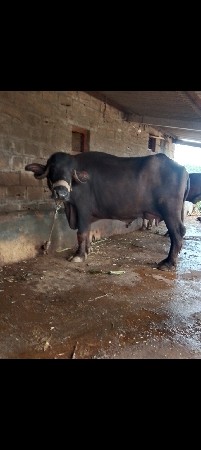 ભેંસ વેસવાનિ છે