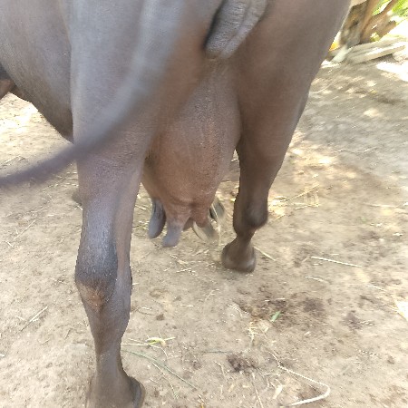 ભેંસ વેચવાની છે