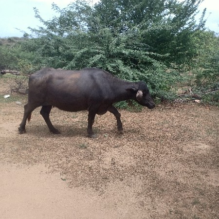 7 મહિના નો‌ ગાભ‌છે