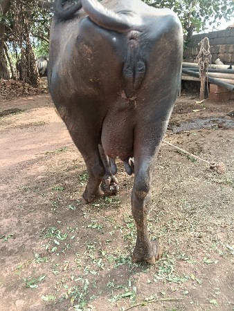 ભેસ વેચવાની છે