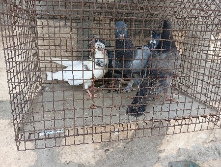 5/6 પઙા છે 200 નગ બધાય ભેગા