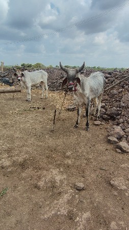 godhla