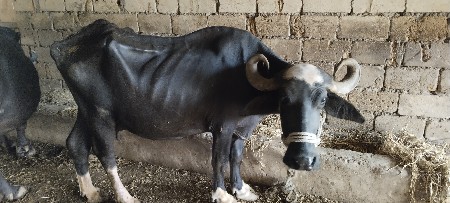 ભેસુ વેચવાની છે
