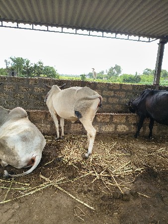 ગાયો વેચવાની છે