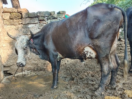 ક્રોસ હોડકી વેચવાની છે