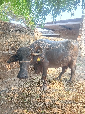 3 વેતર 
10 દીવસ નો કાસી