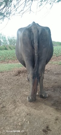 ભેશ વેચવા ની છે