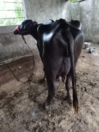 પેલવેતરીખડેલી વાણલસેનીસેપાડી