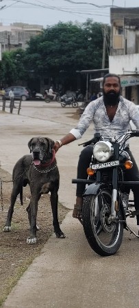 ગરેટડેન મેલ