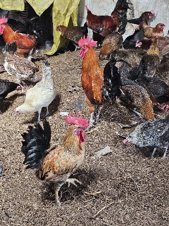 દેશી મુરઘા મુરઘી દેવાના છે