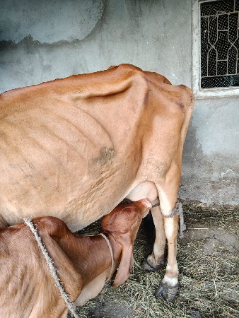 આ ગાય વેશવા ની છે.