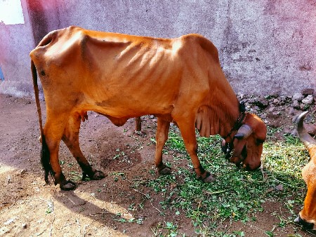 આ ગીર ઓડકી વેસવા ની