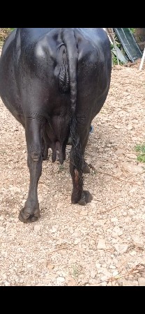 ભેષ વેશવાની છે