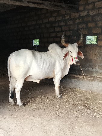બળદ વેચવાનો છે