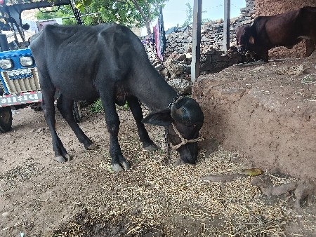 પાડો