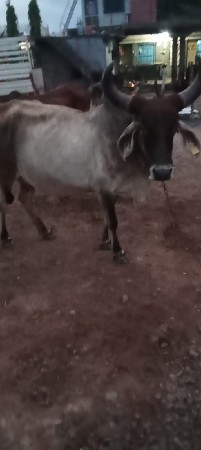 આ ગાય વેચવાની છે