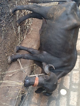 પેલું વેતર ખડેલી