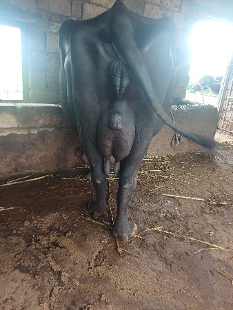 સિસોદિયા સાપરાજ ભાઈ નાનુભાઈ
