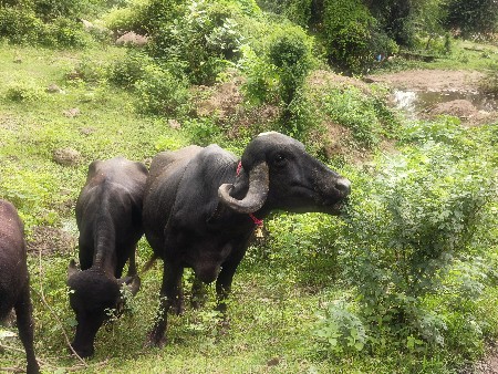 ભેંસ વેચવાની સે 3 વેતર વ્યાસે