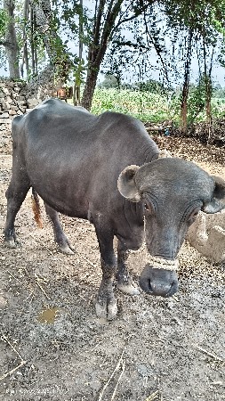 ભેંસ વેચવાની છે