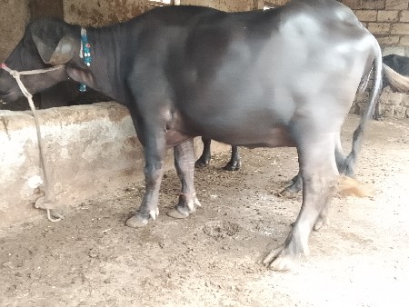 ખડેલી વેચવાની છે