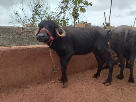 આ બે ખડેલા વેચવાનાછે