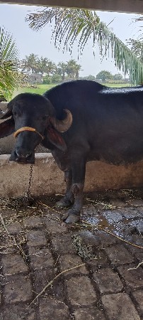 ભેંસ વેસવાની છે. ૨ વેતરની ખડેલી