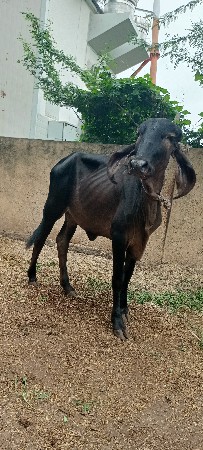 શ્યામ કપિલા z-black