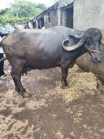 ભેંસ વેચવાની છે