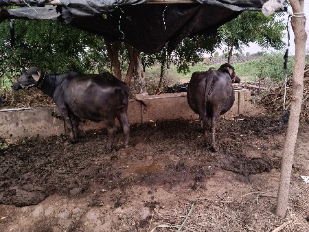 બે ભેંસ વેચવાની છે