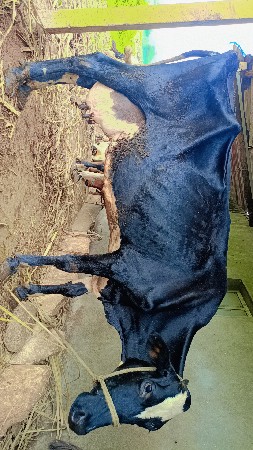 HF ગાય આપવાની સે