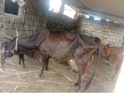 Hf ગાય વેચવા ની સે ગીર ક્રોસ