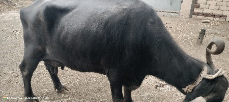ભેંસ વેચવાની છે