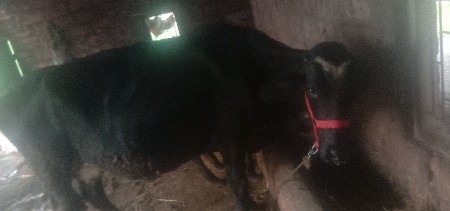 એસપ ગાય વેસવાનીછે