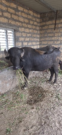 1વેતર