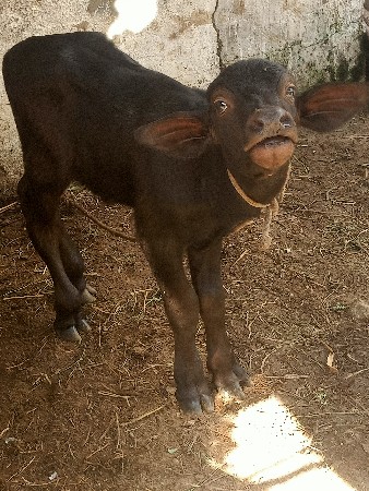 સોલંકી વિરમભાઈ