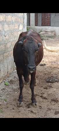 જર્સી ઓડકી વેચવાની છે