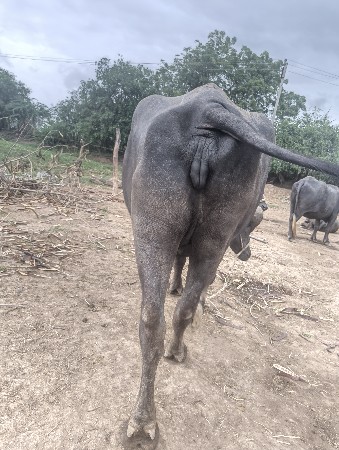 ખડેલા વેચવાના છે