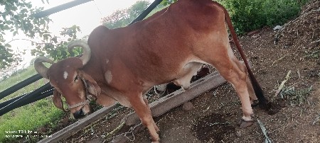 બળદ વેચવાના છે