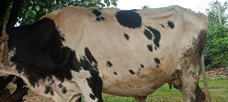 બિજા વેતરમા ગાય છે