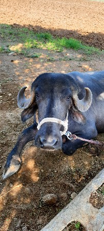 ભેંસ વેચવાની છે