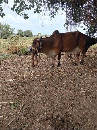 ગાય વેચવાની છે