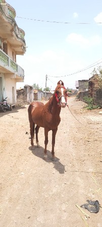 ઘોડો સાટા પણ કરવાના છે