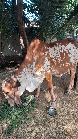 વેચવાની છે